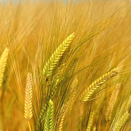 大麦の写真
